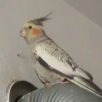 عروس هلندی با دوتا جوجه|پرنده|کرج, ساسانی (قلمستان)|دیوار