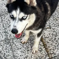 سگ هاسکی|سگ|آزادشهر, |دیوار