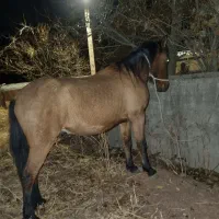 اسب|اسب و تجهیزات اسب‌سواری|کوهسار (البرز), |دیوار