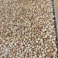 پسته احمد آقایی امسالی