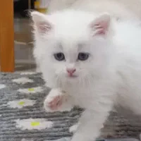 بریتیش اسکاتیس