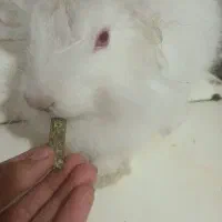 خرگوش و یه پلت  و یونجه