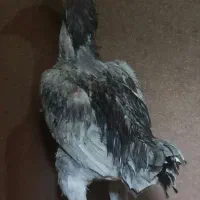 جوجه لاری|حیوانات مزرعه|رامیان, |دیوار