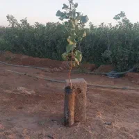 نهال پسته|خدمات باغبانی و درختکاری|قزوین, |دیوار