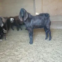 فروش بره قوچی هترو ونر بز پاکستانی 10 ماهه