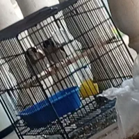 دو عدد جوجه سهره بروجردی دون خور