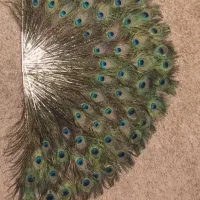 پرطاووس هندی|صنایع دستی و سایر لوازم تزئینی|تهران, افسریه شمالی|دیوار