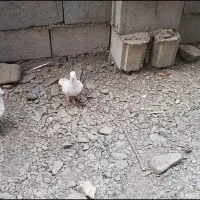 ۱۱عددکفتر زدوخوردی