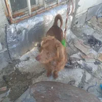 سگ خانگی|سگ|کرمانشاه, |دیوار