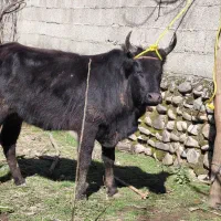 گاولیشه ۷ ماه به بالا شکم تضمینی