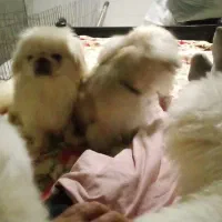 پکینیز امپریال آموزش اولیه دیده