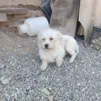 سگ پشمالو|سگ|کاشمر, |دیوار