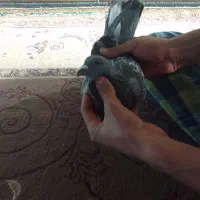 کبوتر پلاکی|پرنده|خرمشهر, |دیوار