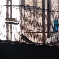 واگذاری پرنده زیبا اواز خوان