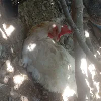مرغ|حیوانات مزرعه|گناباد, |دیوار