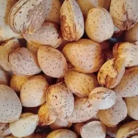فروش بادام امسالی