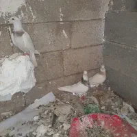 دوعددشازده ویکدعددطوق صابونی
