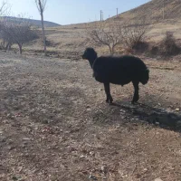 قوچ زغالی|حیوانات مزرعه|هشترود, |دیوار