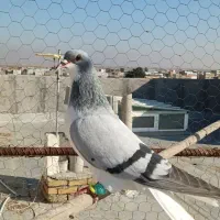 کبوتر|پرنده|بوئین زهرا, |دیوار