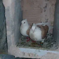 کبوتر پشتی|پرنده|سبزوار, ایزی شهر|دیوار