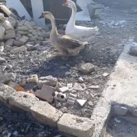 ۲عددغوغاز اوکراینی نر وماده جفت تخم|حیوانات مزرعه|مشهد, تبادکان|دیوار