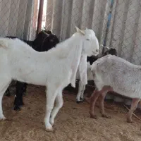 فروش پازن گلابی و بز