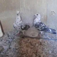 کبوتر گلی سینه سفید نر