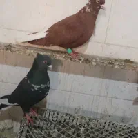 کبوتر|پرنده|شوشتر, |دیوار