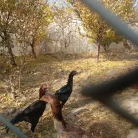 سلام ۷ عدد جوجه اوشامو