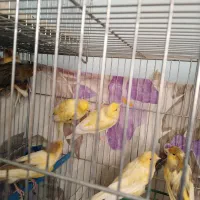 فروش تعدادی قناری نر