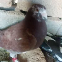 کبوتر مسافتی سینه سفید