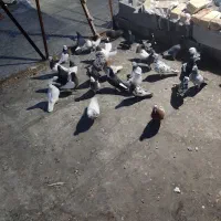 کفتر پرشی|پرنده|مرودشت, استادیوم‎|دیوار