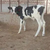 تهیه انواع گوساله های لوکس شیر خوار|حیوانات مزرعه|بندر ترکمن, |دیوار