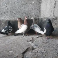 کفتر فروشی|پرنده|مشهد, شیرودی|دیوار