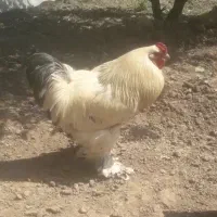 خروس برهما
