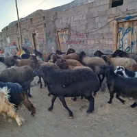 بره قربانی نر و ماده|حیوانات مزرعه|زنجان, |دیوار