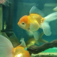 ماهی گلدفیش