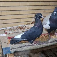 جفت سینه سیاه