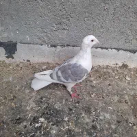 کبوتر گراف|پرنده|مشهد, انصار|دیوار