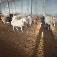 فروش گوسفند آبستن و بره دار