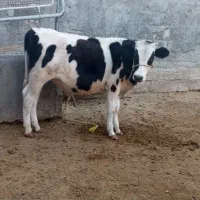 گوساله نر سیمیتال مناسب پروار