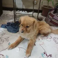 پاپی|سگ|اصفهان, اشکاوند|دیوار