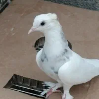 کبوتر طوقی، دوکت و دمچتری|پرنده|چاه مبارک, |دیوار