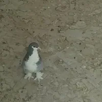 کبوتر ماده دمگیر و مفلق پلاکی