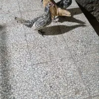 مرغ.سبرایت.بوف