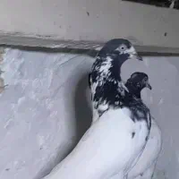 کبوتر پاکستانی|پرنده|اصفهان, ارغوانیه|دیوار