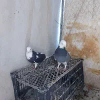 کبوتر معاوضه با سره ام دارم