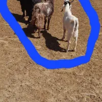 بزغاله چاق و بز چاق