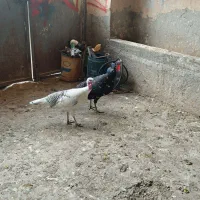 بوقلمون|حیوانات مزرعه|سرپل ذهاب, |دیوار