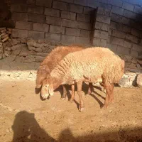 بره قوچی هترو